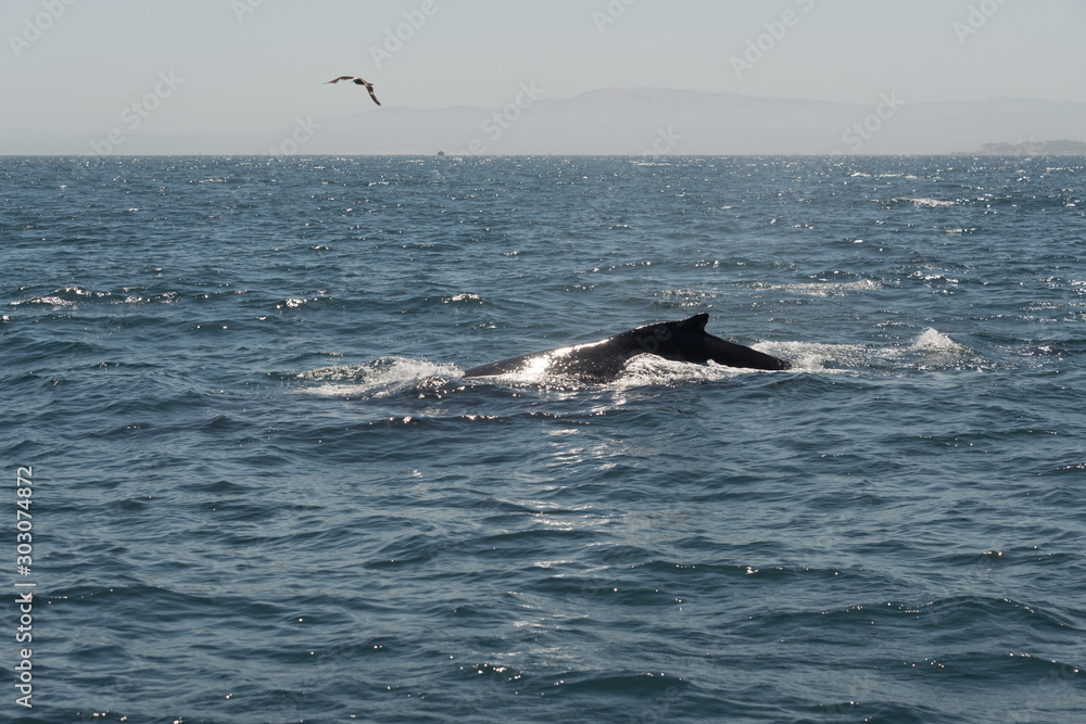 Fototapeta premium Buckelwal