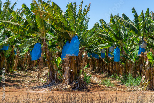 on a banana plantation in Australia, bananas are protected from Panama disease by plastic bags photo