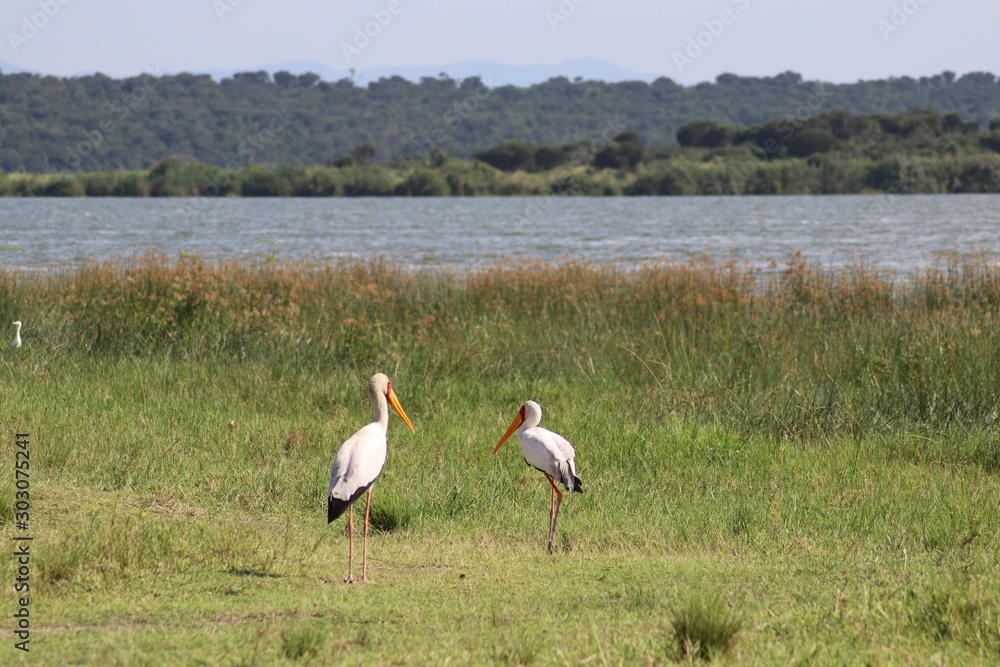 Yellow-billed stork in the Lake Edward in Uganda