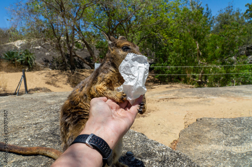 a cute looking wallaby trustfully eats food from one hand photo