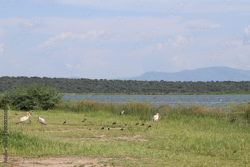 Fototapeta premium The shore of the Lake Edward in Uganda