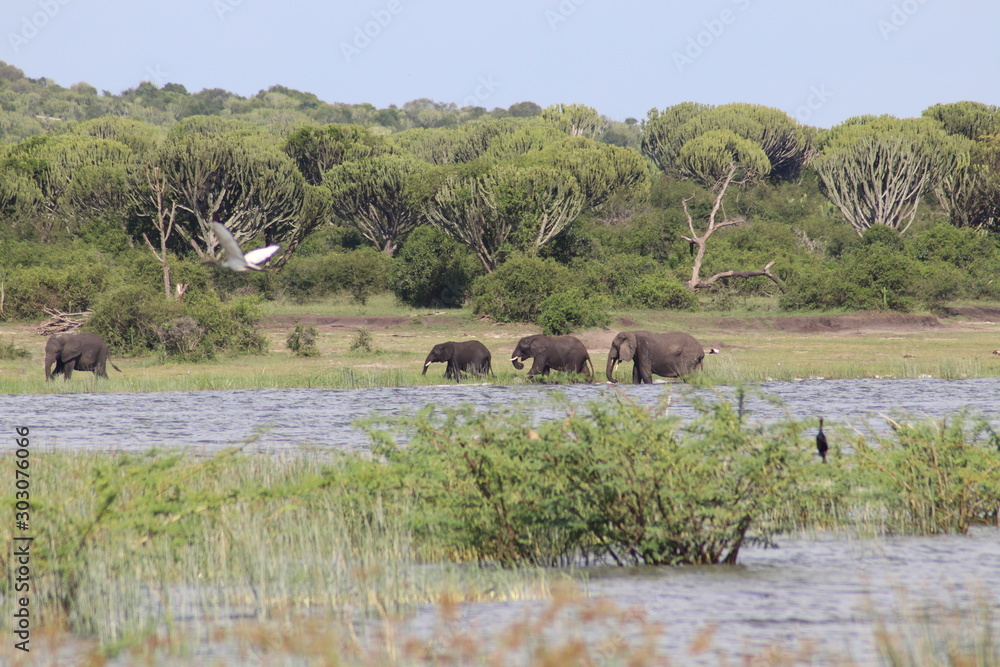 Elephants at the Lake Edward in Uganda Elephants at the Lake Edward in Uganda