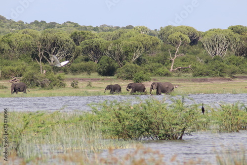 Elephants at the Lake Edward in Uganda