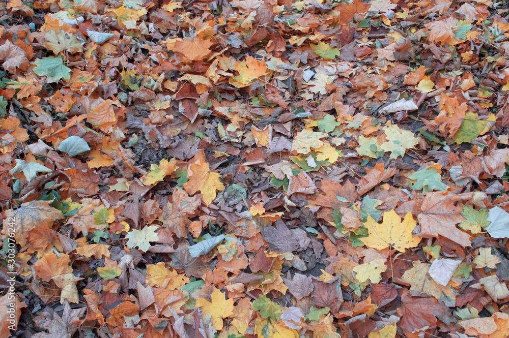 Background of autumn leaves of different colors.