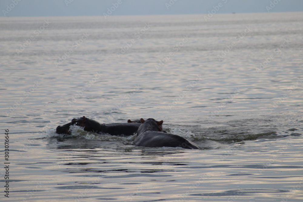 Naklejka premium Hippos at sunset in the Lake Edward in Uganda