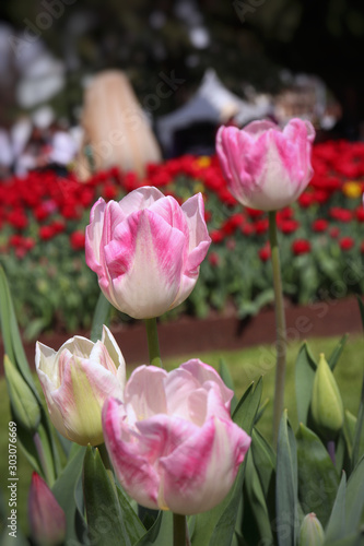 White and pink tulips in the garden flower park outdoors photography
