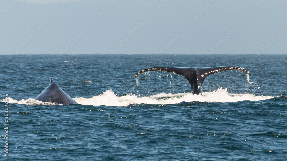 Fototapeta premium Buckelwal