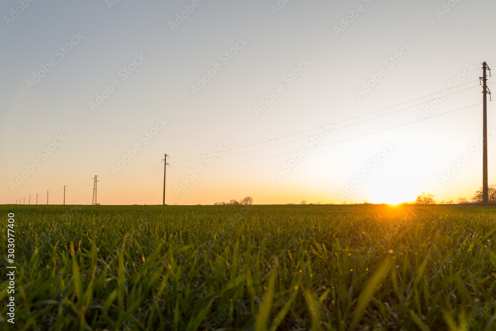 A line of electric poles with cables of electricity in a field with a forest in background in autumn during sunset.