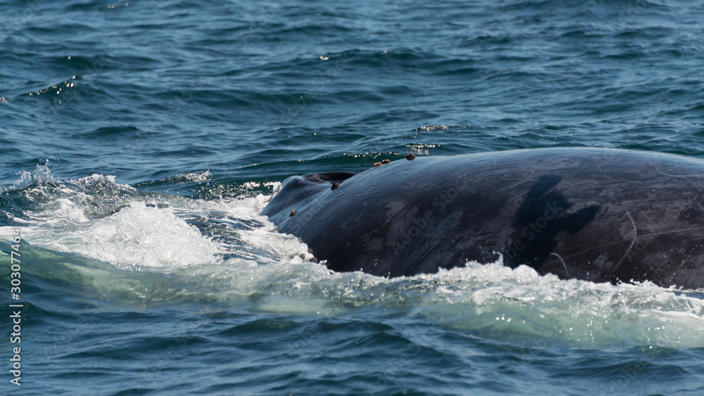 Fototapeta premium Buckelwal