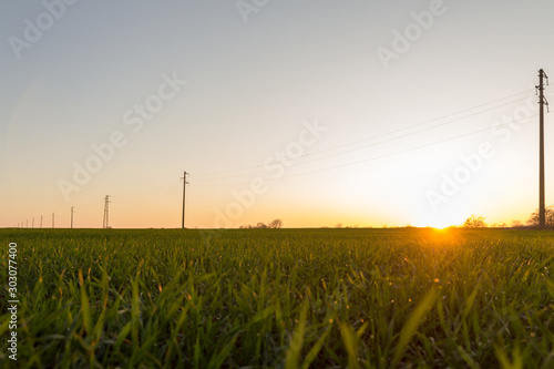 Obraz na płótnie A line of electric poles with cables of electricity in a field with a forest in background in autumn during sunset. w salonie