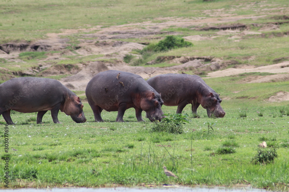 Hippos at the Lake Edward in Uganda Hippos at the Lake Edward in Uganda