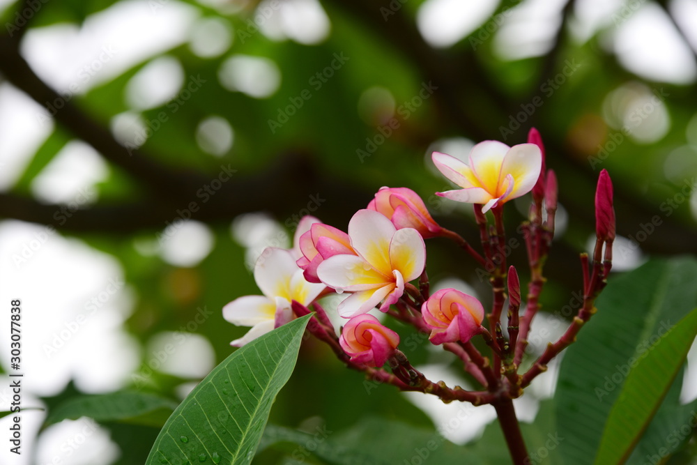 Obraz premium Beautiful flowers in the garden Blooming in the summer.