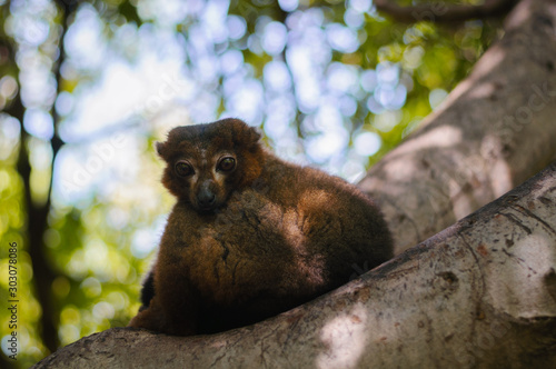 red madagascar lemur on branch photo