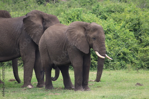 Elephants at the Lake Edward in Uganda