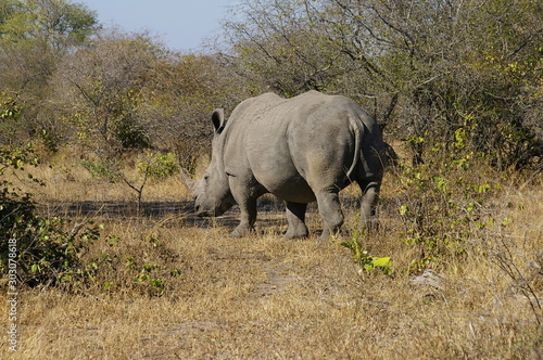 Rhino strolling away