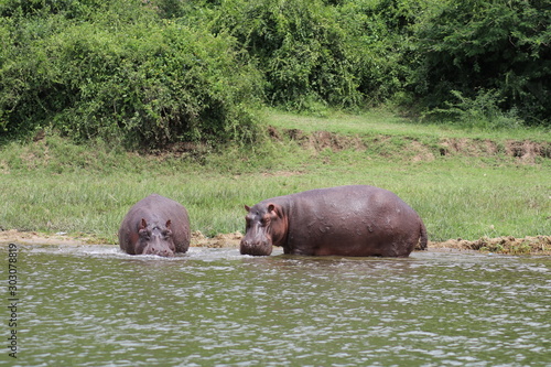 Hippos at the Lake Edward in Uganda