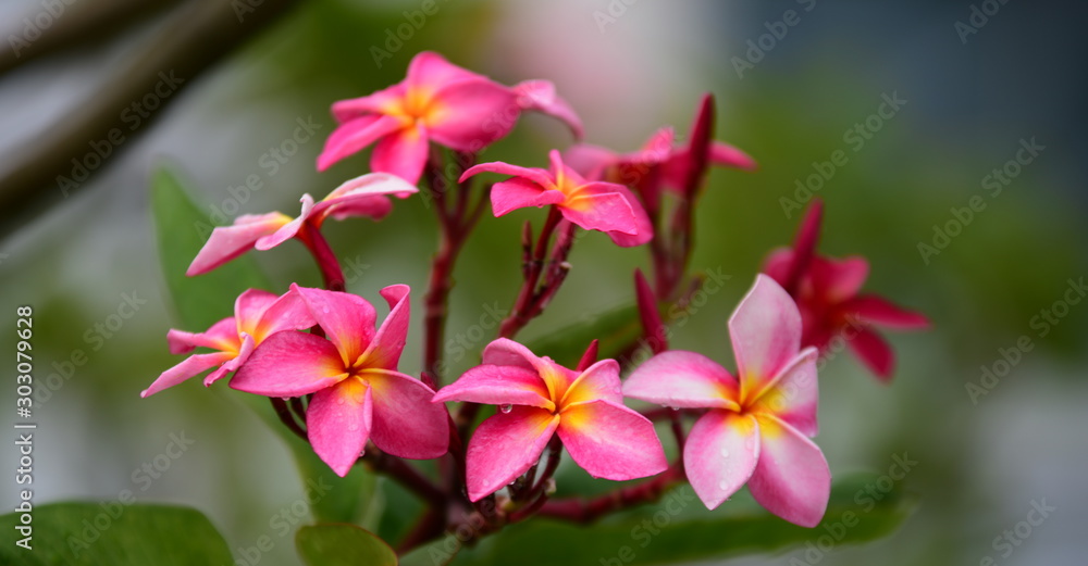 Colorful flowers in the garden.Plumeria flower blooming.Beautiful flowers in the garden Blooming in the summer Colorful flowers in the garden.Plumeria flower blooming.Beautiful flowers in the garden Blooming in the summer