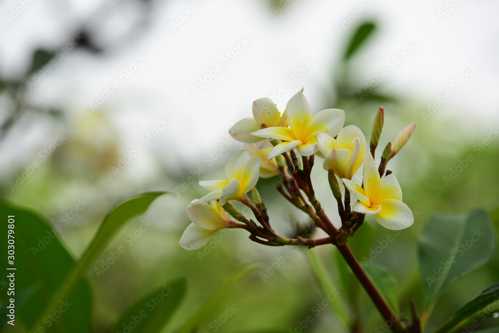Colorful white flowers in the garden. Plumeria flower blooming. Colorful white flowers in the garden. Plumeria flower blooming.
