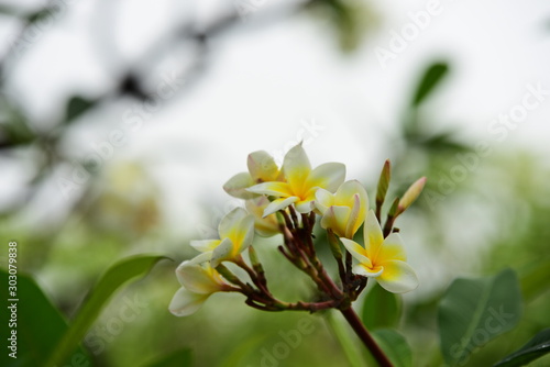 Colorful white flowers in the garden. Plumeria flower blooming. 