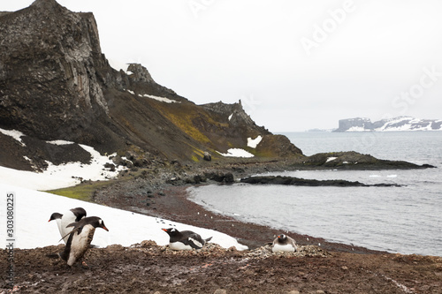 gentoo penguin (Pygoscelis papua) on Aitcho Island photo