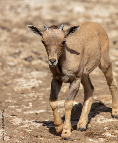 Portrait of a goat in the park