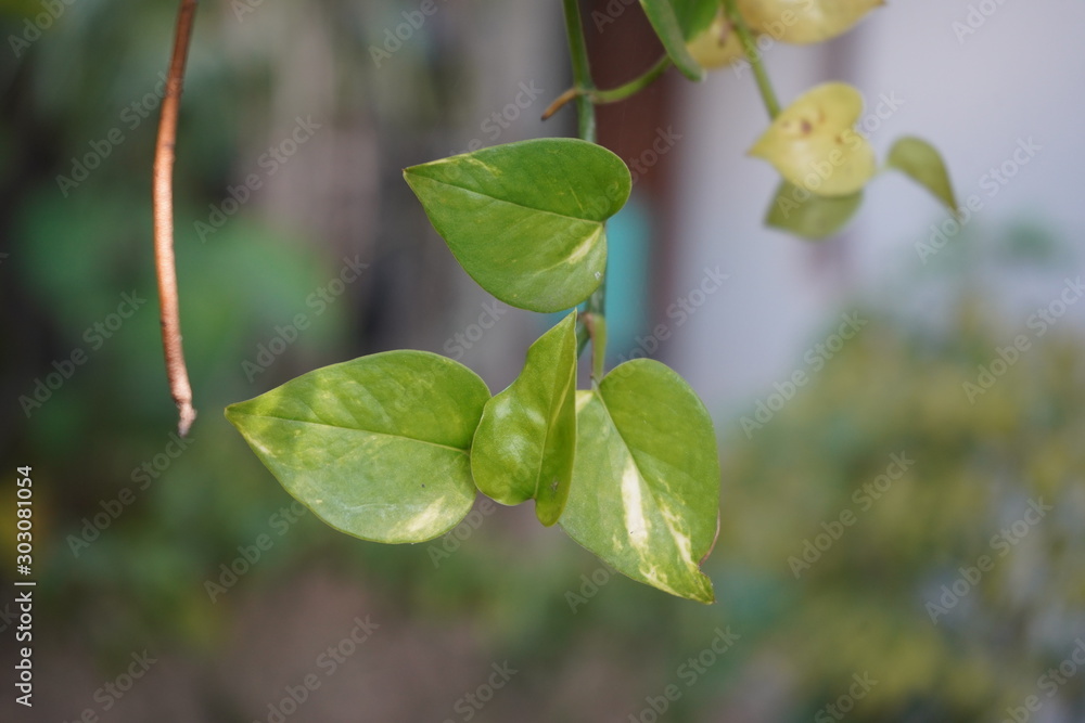 Money Plant Money Plant