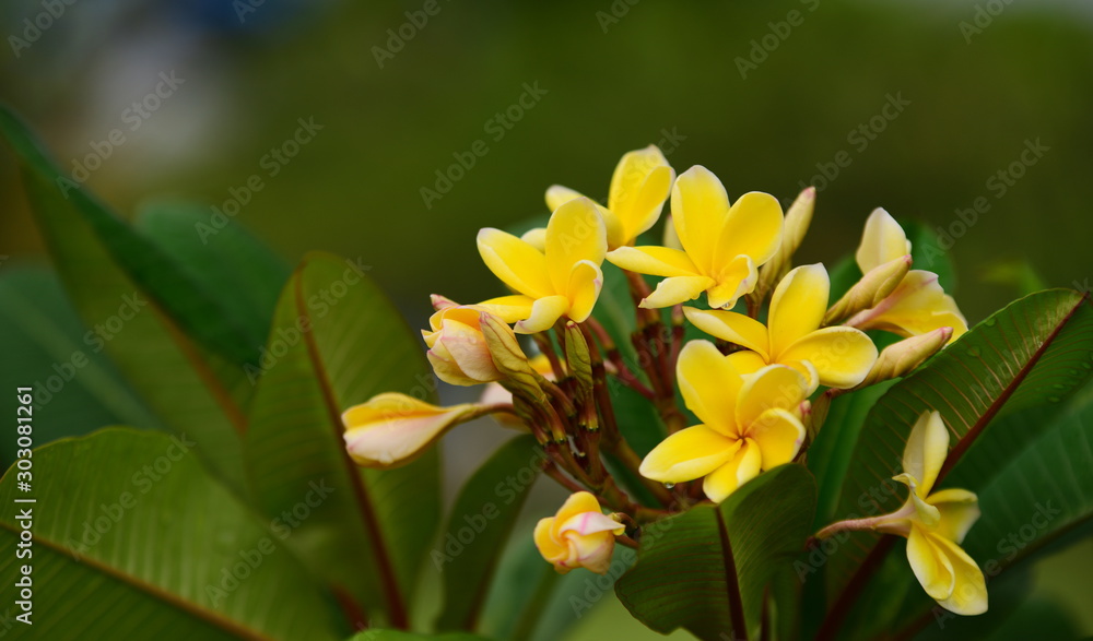 Fototapeta premium Beautiful flowers in the garden Blooming in the summer.Landscaped Formal Garden. 