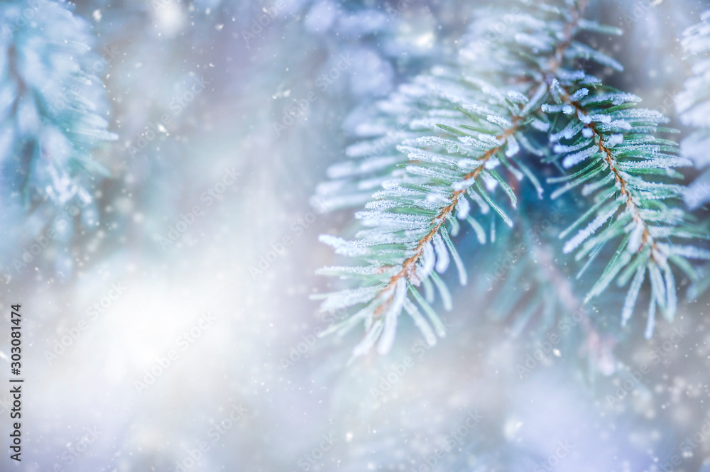 Frozen spruce tree branch in winter. Frosty twig with snowflakes and color ice background. Frozen spruce tree branch in winter. Frosty twig with snowflakes and color ice background.