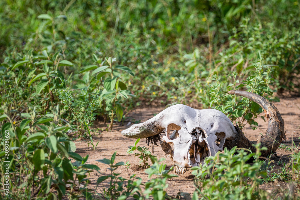 Close up of the white skull of buffalo, lying on brown dirt among patches of green grass Close up of the white skull of buffalo, lying on brown dirt among patches of green grass