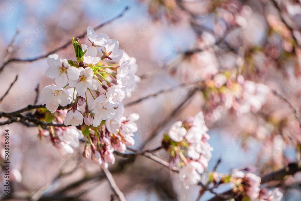 Cherry blossoms on blurred blooming sakura background