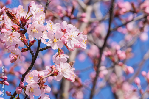 Cherry blossoms on blurred blooming sakura and sky background