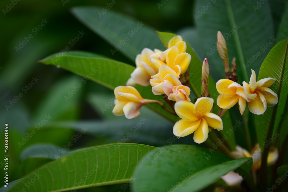 Obraz premium Beautiful flowers in the garden Blooming in the summer.Landscaped Formal Garden. 