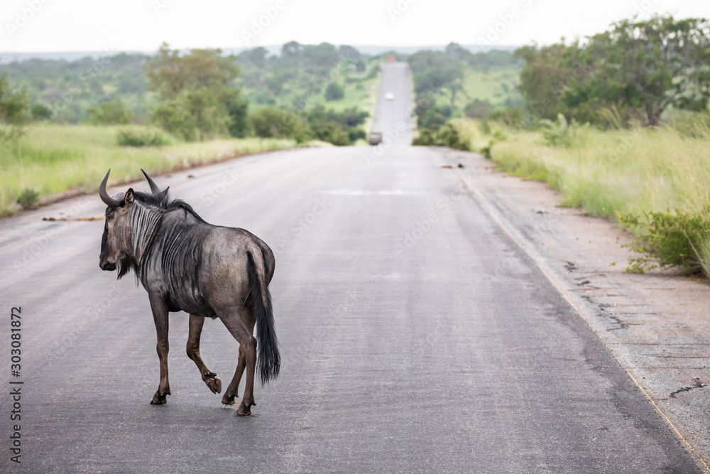 In Kruger National Park, a solitary wildebeest is crossing the road In Kruger National Park, a solitary wildebeest is crossing the road