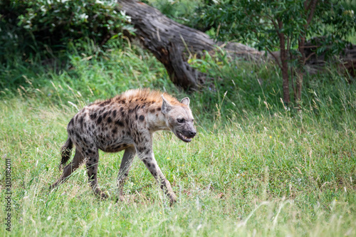 In south african savanna  a large male hyena is hunting among green bushes