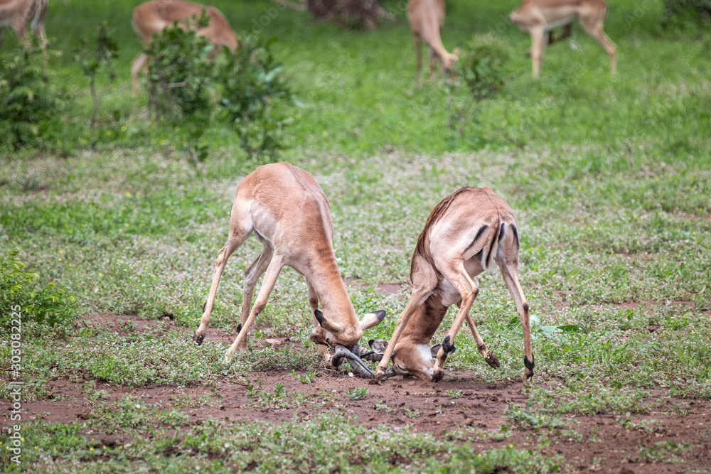 Close up of two male impalas fighting for supremacy in the mating season Close up of two male impalas fighting for supremacy in the mating season