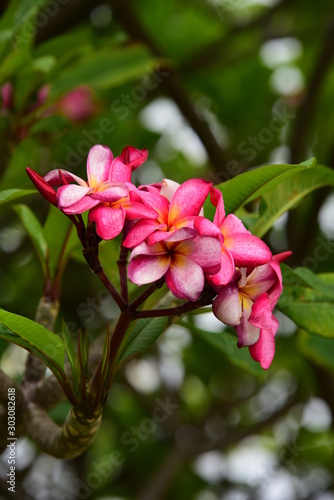 Beautiful flowers in the garden Blooming in the summer.Landscaped Formal Garden. 