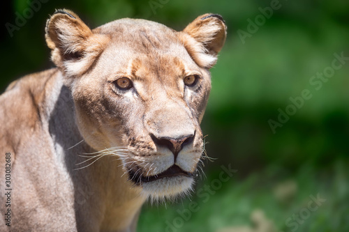 Wallpaper Mural Close up of a lioness head looking sideways against a green bokeh background Torontodigital.ca