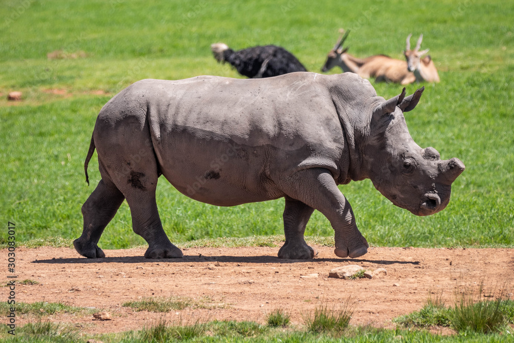 Obraz premium Close up of a rhino walking and grazing in the savanna against a green grass background with other wildlife