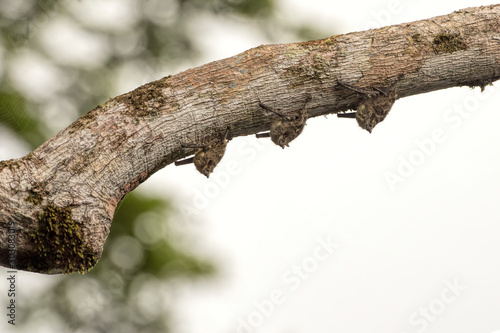 long nosed bat in Costa Rica