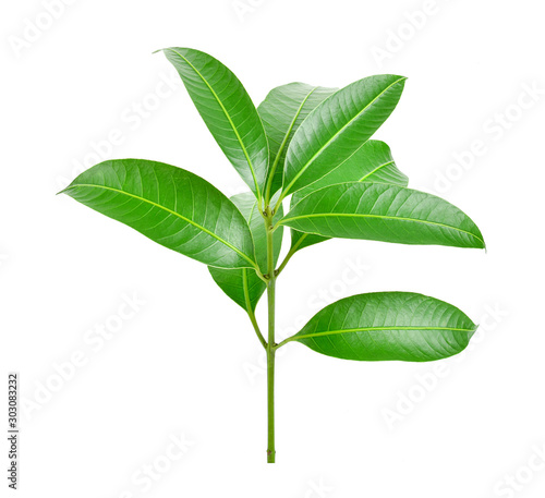 Plum Mango leaves on white background