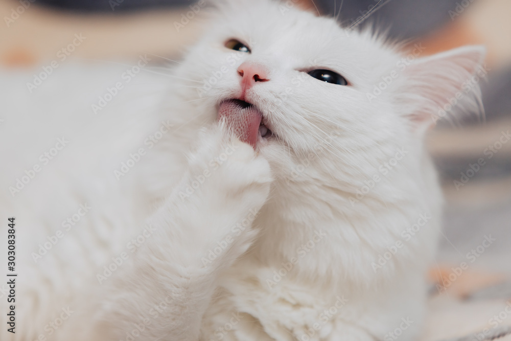 animal with eyes of different colors. Odd-eyed cat with blue and almond eyes. Heterochromia. Turkish Angora cat washes a paw.