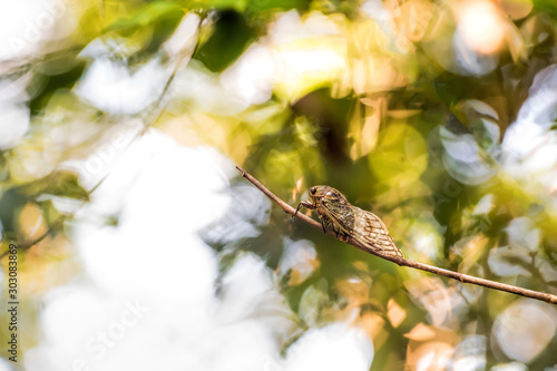 cicada in Costa Rica