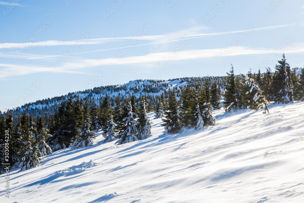 Scenic winter landscape with snowy fir trees. Winter postcard.