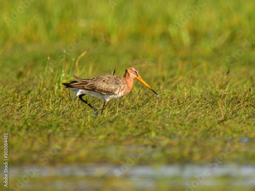 Rare the black-tailed godwit (Limosa limosa) hunting in grass on meadow, springtime © Hubert Schwarz