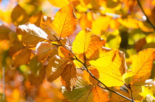 Autumn highlights on elm foliage