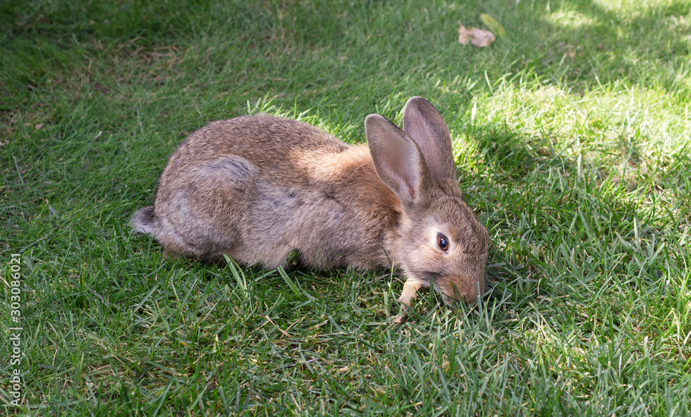 Rabbit on a green grass Rabbit on a green grass