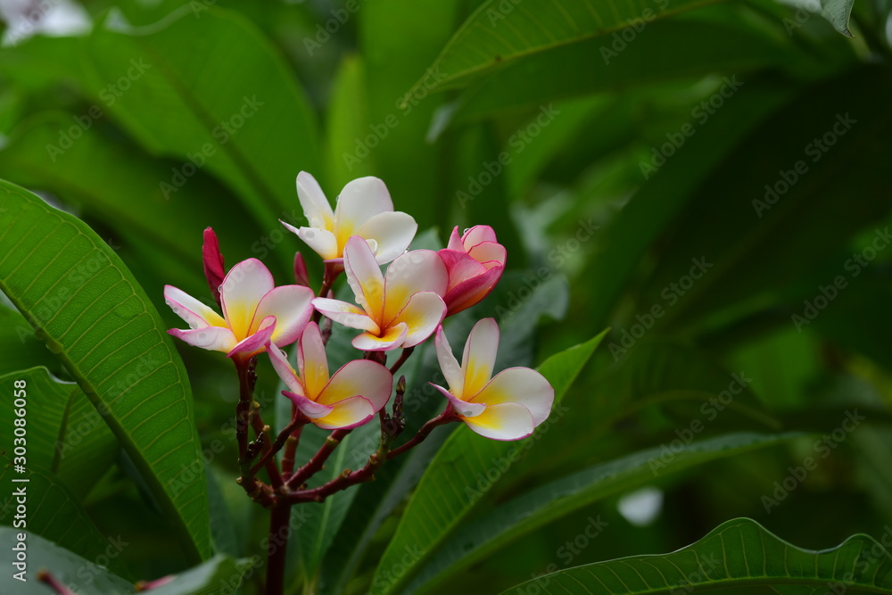 Fototapeta premium Colorful flowers in the garden.Plumeria flower blooming.Beautiful flowers in the garden Blooming in the summer 