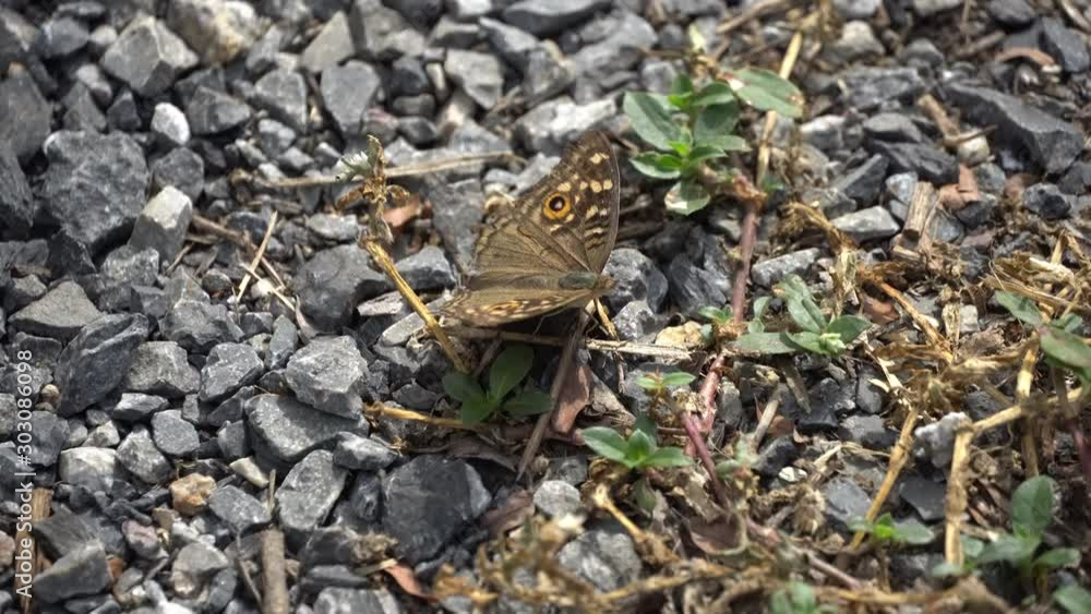 brown butterfly close up and move wings on the rock. brown butterfly close up and move wings on the rock.