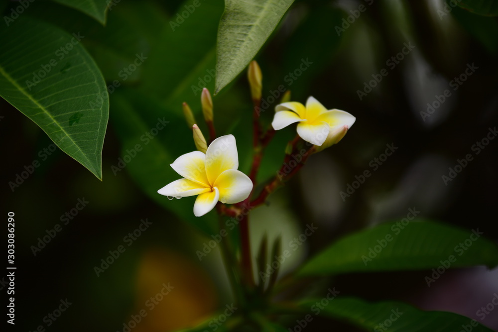 Fototapeta premium Colorful flowers in the garden.Plumeria flower blooming.Beautiful flowers in the garden Blooming in the summer 