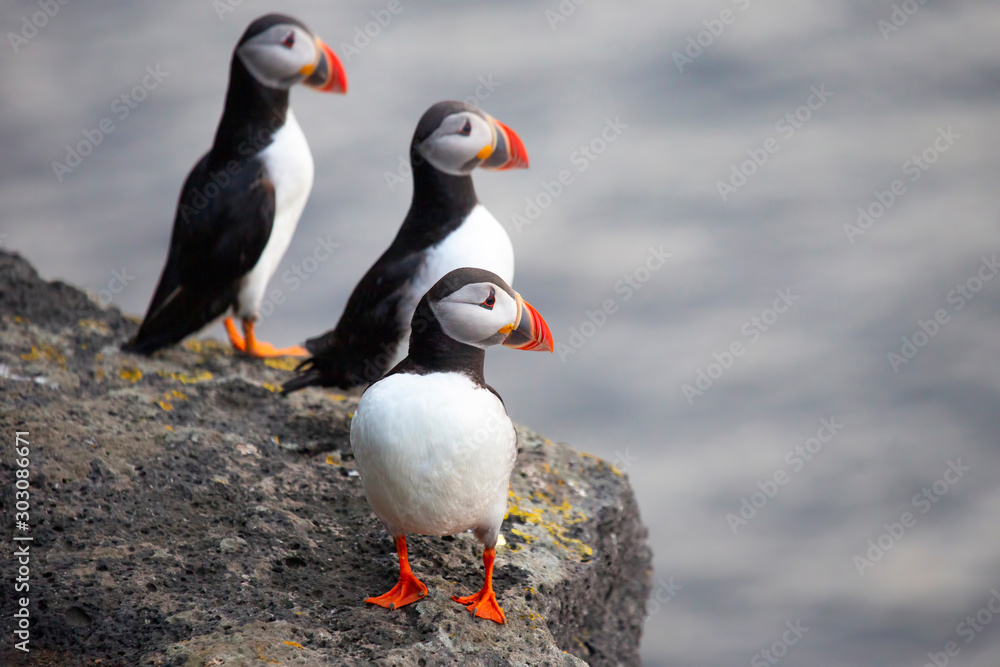 Fototapeta premium Three birds puffins sitting on a cliff of Iceland
